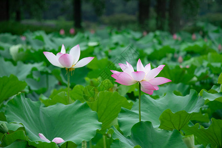 荷花图片