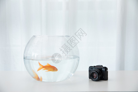夏天金鱼舀桌上的金鱼和相机背景