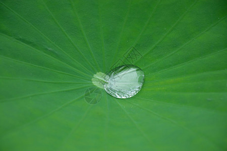 荷叶上的水珠背景图片