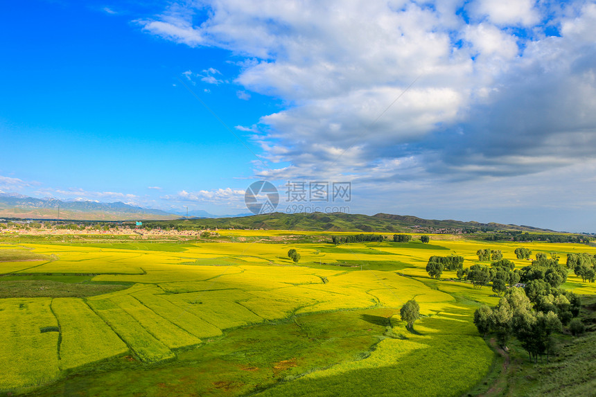 甘肃张掖夏季油菜花图片