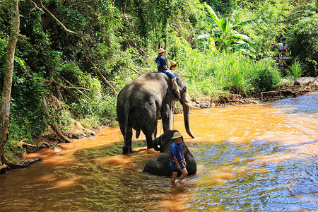 戏水图泰国清迈丛林骑大象背景