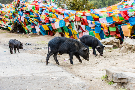 甲居藏寨的绿色纯天然野猪高清图片