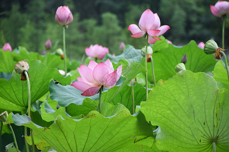 莲花和莲蓬夏日正在绽放的荷花背景