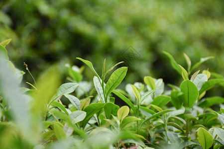 天然的茶园里正在生长的茶芽背景