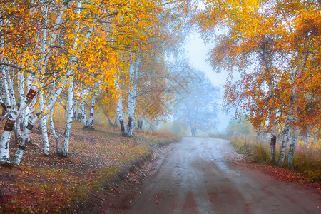 内蒙古坝上乌兰布统白桦林中的道路背景图片