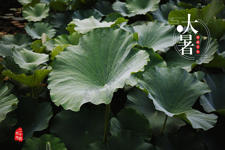 大暑节气手绘夏季荷叶大暑节气图背景