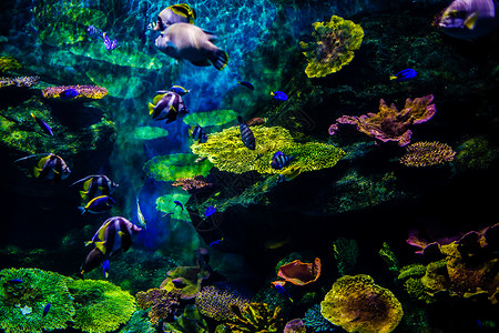 彩色渐变珊瑚群曼谷海底世界背景