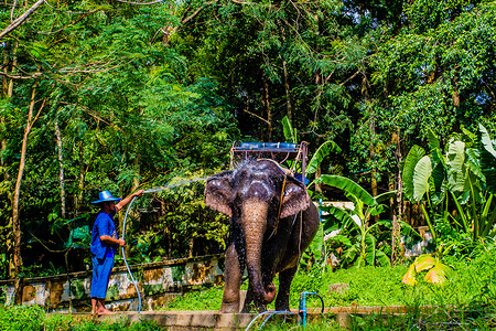 苏梅岛大象大象洗澡高清图片