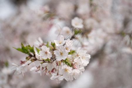 春季的樱花图片