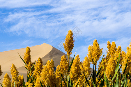 十月白天敦煌鸣沙山黄色芦苇背景图片
