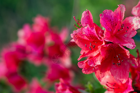 一朵杜鹃花粉色杜鹃花背景