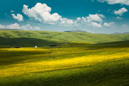 黄色清新花朵甘肃甘南藏族自治区草原花海背景