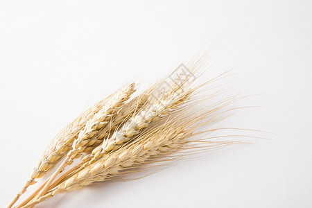 大麦麦穗背景