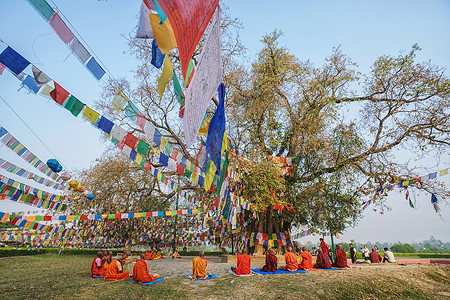 佛祖诞生地尼泊尔蓝毗尼释迦摩尼诞生地菩提树下背景