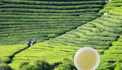 茶饮养生健康茶饮设计图片