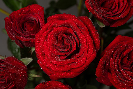 红色花朵背景七夕情人节玫瑰花背景