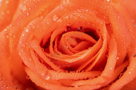 橙色唯美玫瑰花七夕情人节玫瑰花特写背景