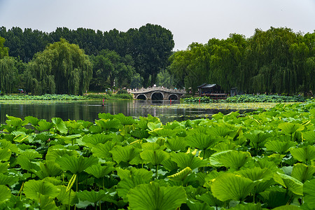 颐和园荷花与风景图片