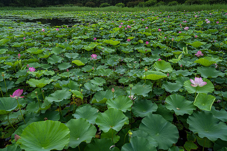 荷花池塘背景图片