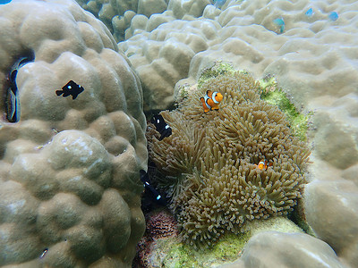 海洋生物小丑鱼泰国潜水的海洋生物背景