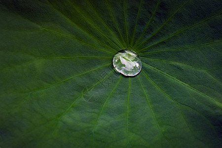 水滴荷叶图片