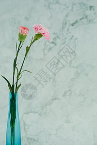 康乃馨花瓶静物背景图片
