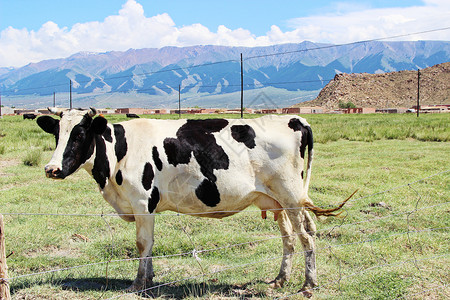新疆巴里坤草原牧场奶牛背景图片