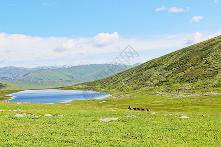 新疆喀纳斯羊左雍措湖高清图片
