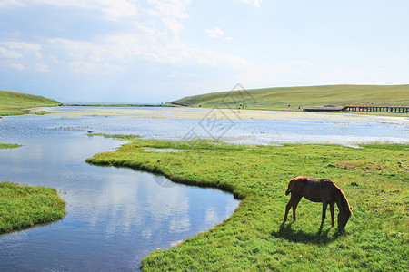 盛夏派对新疆巴音布鲁克草原背景