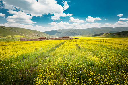 阿坝自治州油菜花海草地高清图片素材