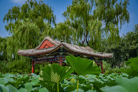 日坛公园的荷花池塘高清图片
