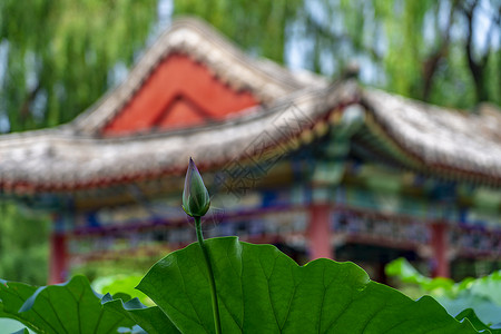 绿色宫廷扇子日坛公园的荷花池塘背景
