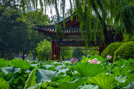 绿色宫廷扇子日坛公园的荷花池塘背景