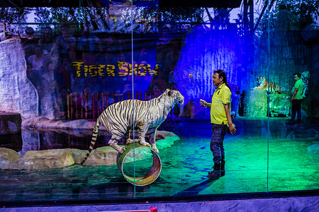 马戏团素材清迈动物园老虎表演背景