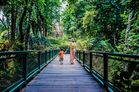 路树林清迈夏宫背景