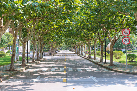 上海外国语大学大学林荫道路背景