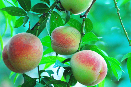 水果桃子背景图片