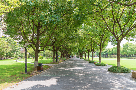 绿化工程大学校园绿化背景