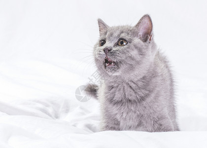 蓝猫宠物短毛猫喵呜高清图片