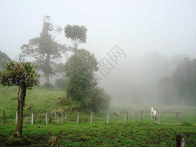 哥斯达黎加风光晨雾白马高清图片