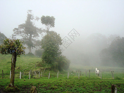 城外哥斯达黎加风光晨雾白马背景