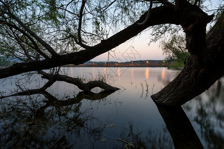 湖中的树木树枝高清图片素材