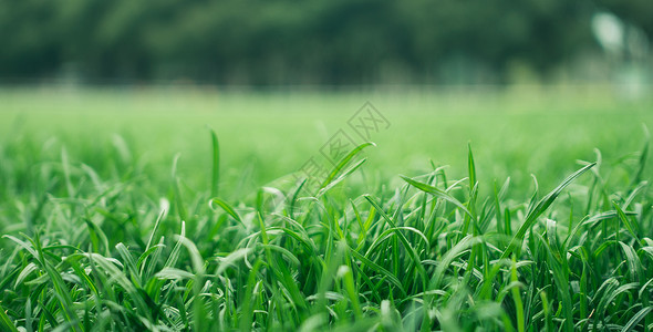 绿色草地雨后草地高清图片
