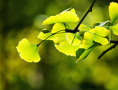 银杏树与绿色植物绿色生机勃勃银杏叶背景