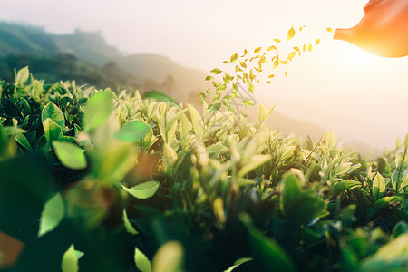 银杏树与绿色植物茶与健康设计图片