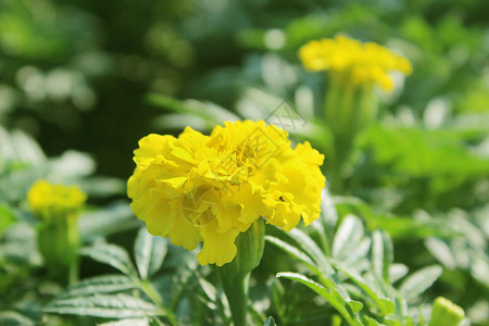 黄色的康乃馨花背景图片