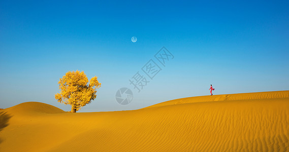 红衣美少女沙漠里的胡杨背景