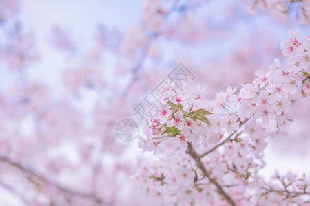 樱花公园里樱花树高清图片