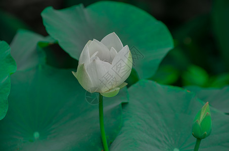 苏州拙政园荷花背景图片