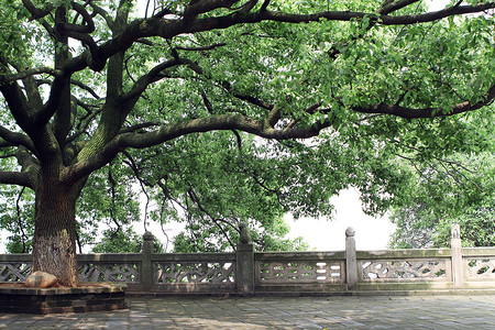 岳阳楼景区的大树背景图片